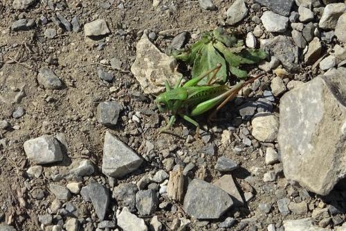 Réf. 242 684 : Decticus verrucivorus verrucivorus
